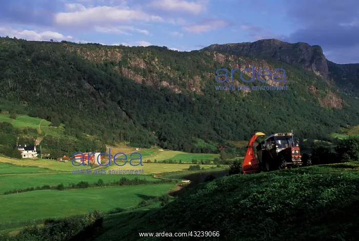 : Europe, Norway, Dale. Farmer harvesting : Europe, Norway, Dale. Farmer harvesting