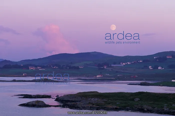 : Europe, Norway, Hildefjord. Full moon rises : Europe, Norway, Hildefjord. Full moon rises