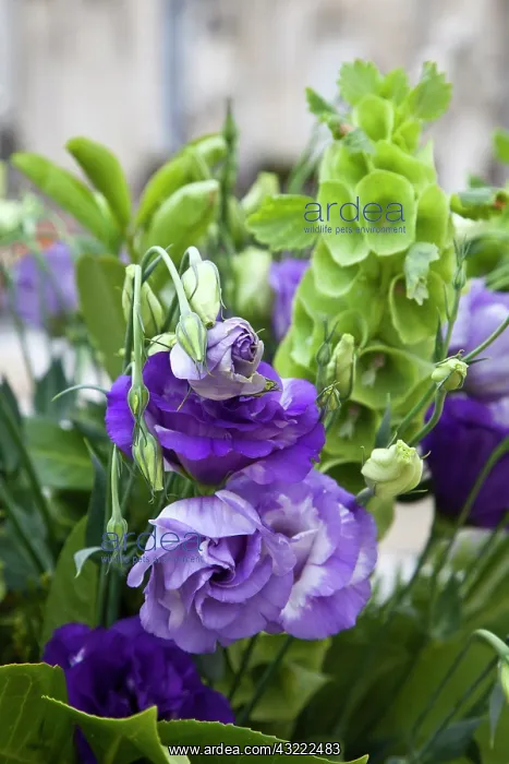 : Europe, Portugal, Aveiro. This is a bouquet : Europe, Portugal, Aveiro. This is a bouquet