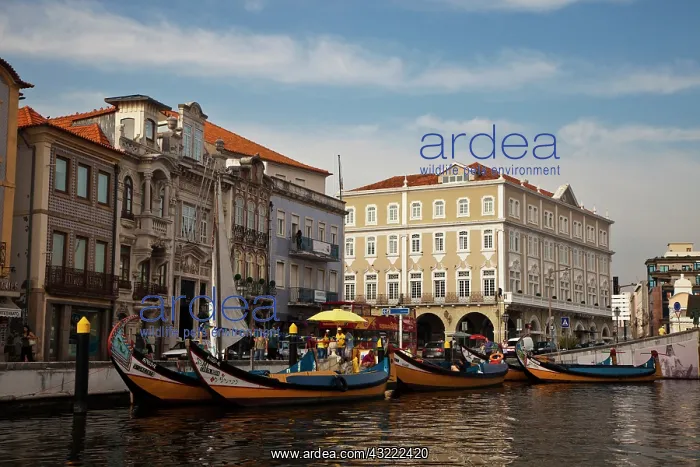 : Europe, Portugal, Aveiro. Moliceiro boats : Europe, Portugal, Aveiro. Moliceiro boats