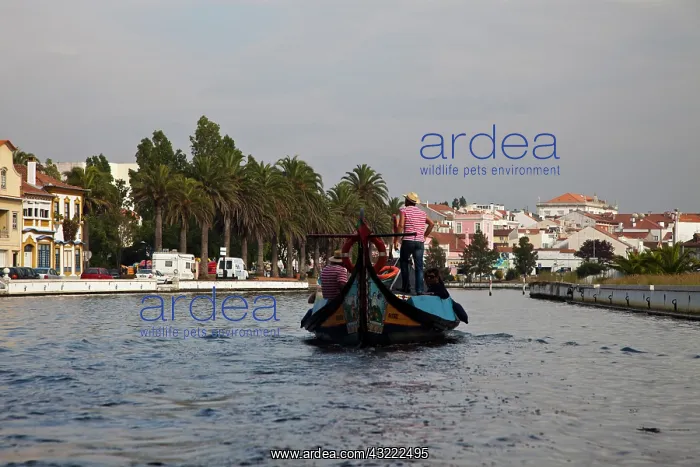 : Europe, Portugal, Aveiro. The Portuguese : Europe, Portugal, Aveiro. The Portuguese