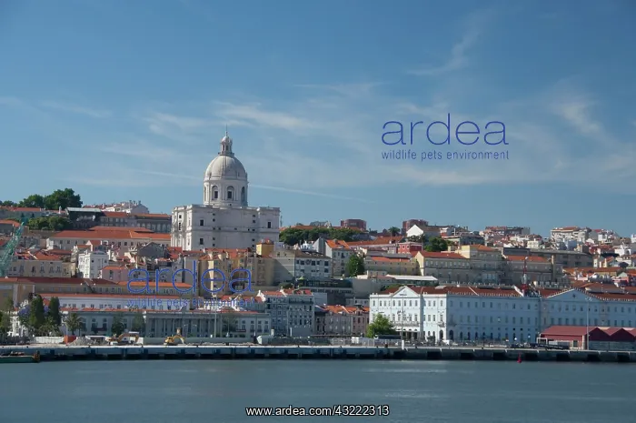 : Europe, Portugal, Lisbon (aka Lisboa). Tagus : Europe, Portugal, Lisbon (aka Lisboa). Tagus
