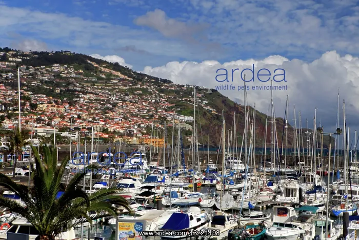 : Europe, Portugal, Madeira. Boats in the : Europe, Portugal, Madeira. Boats in the