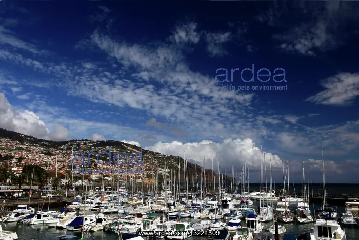 : Europe, Portugal, Madeira. Boats in the : Europe, Portugal, Madeira. Boats in the