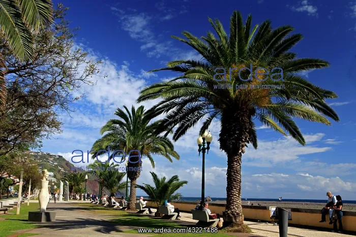 : Europe, Portugal, Madeira. Harbor promenade : Europe, Portugal, Madeira. Harbor promenade