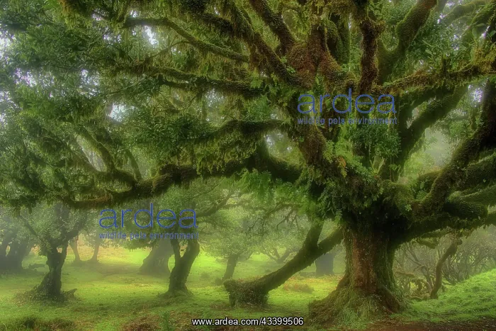 : Europe, Portugal, Madeira, laurel forest, laurel : Europe, Portugal, Madeira, laurel forest, laurel