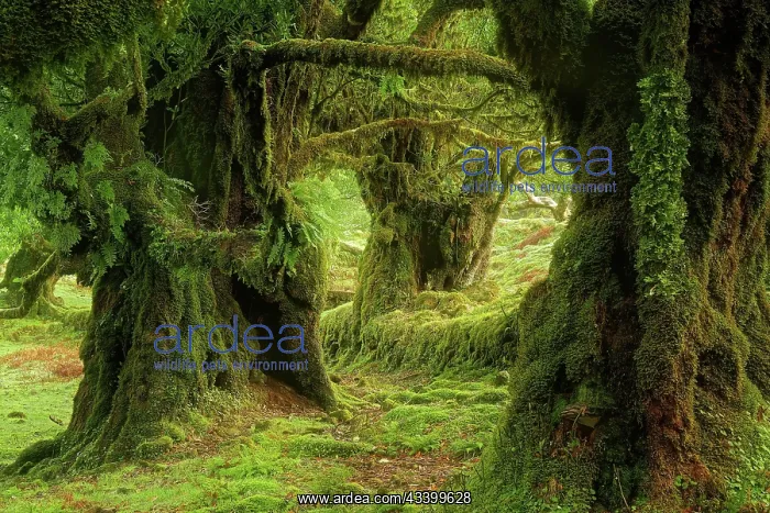 : Europe, Portugal, Madeira, laurel forest, laurel : Europe, Portugal, Madeira, laurel forest, laurel