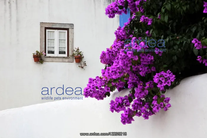 : Europe, Portugal, Obidos. Beautiful bougainvillea : Europe, Portugal, Obidos. Beautiful bougainvillea