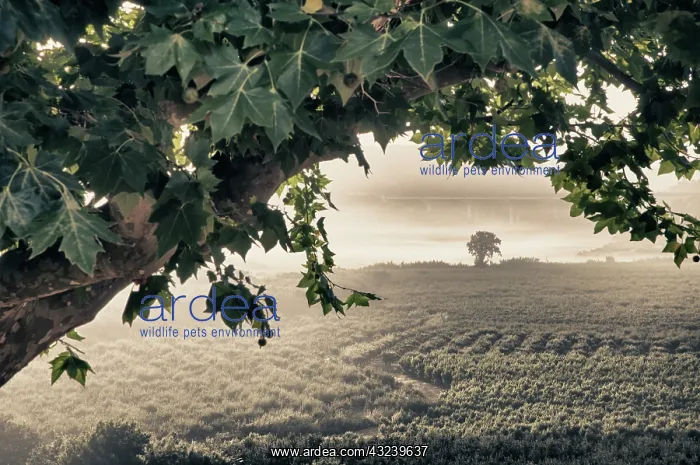 : Europe, Portugal, Obidos. Looking into the : Europe, Portugal, Obidos. Looking into the