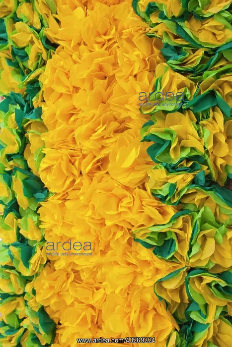 : Europe, Portugal, Tomar. A close up photo : Europe, Portugal, Tomar. A close up photo