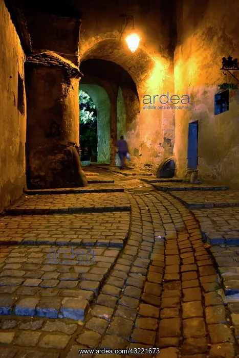 : Europe, Romania, Sighisoara, The night view : Europe, Romania, Sighisoara, The night view