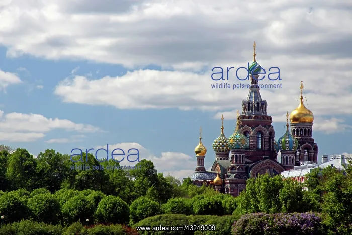 : Europe, Russia, St. Petersburg. Church of : Europe, Russia, St. Petersburg. Church of