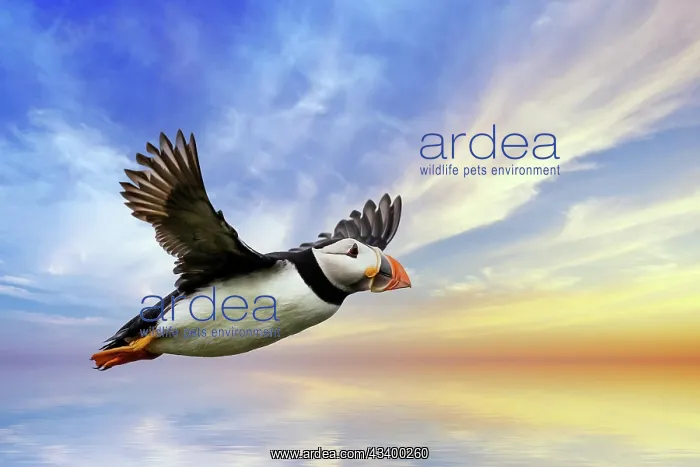 : Europe, Scotland, Isle of May, puffin (Fratercula : Europe, Scotland, Isle of May, puffin (Fratercula