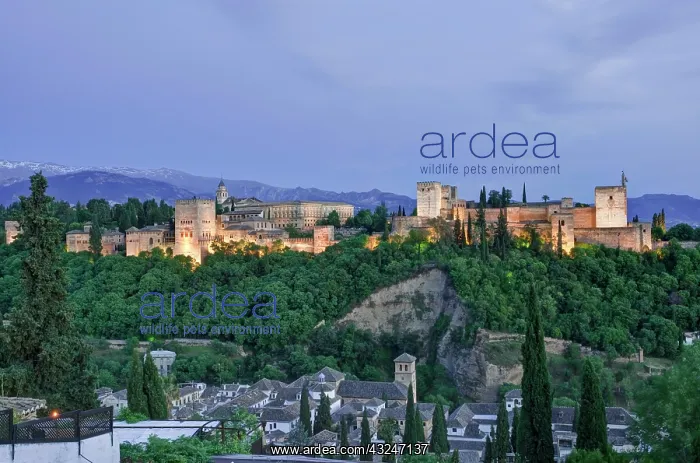 : Europe, Spain, Andalucia, Granada, Alhambra : Europe, Spain, Andalucia, Granada, Alhambra