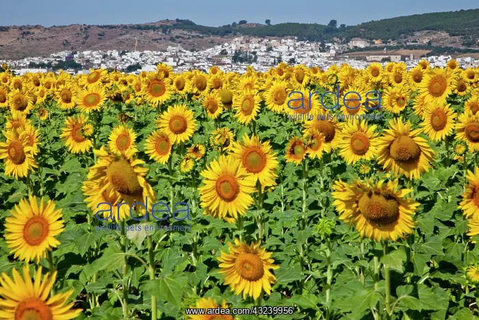 : Europe, Spain, Andalusia, Cadiz Province : Europe, Spain, Andalusia, Cadiz Province