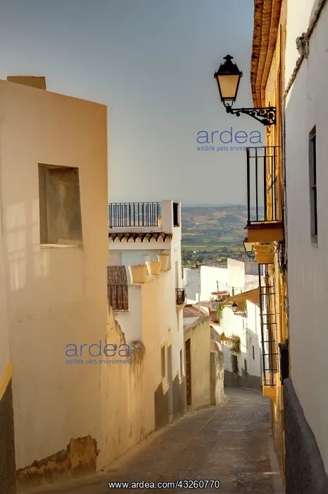 : Europe, Spain, Andalusia, Cadiz Province : Europe, Spain, Andalusia, Cadiz Province