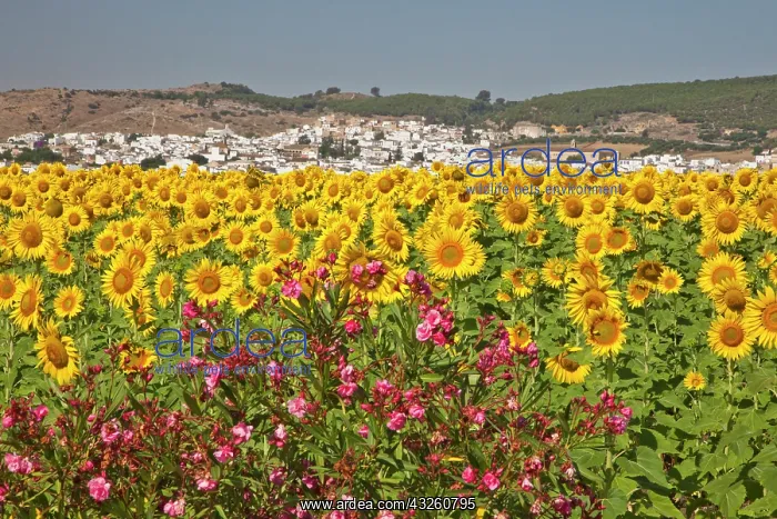 : Europe, Spain, Andalusia, Cadiz Province : Europe, Spain, Andalusia, Cadiz Province