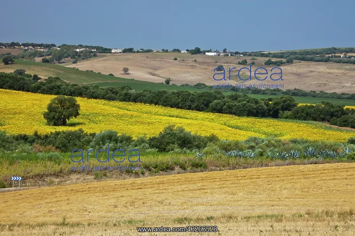 : Europe, Spain, Andalusia, Cadiz Province : Europe, Spain, Andalusia, Cadiz Province