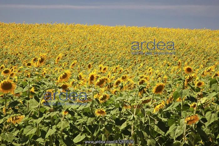 : Europe, Spain, Andalusia, Cadiz Province : Europe, Spain, Andalusia, Cadiz Province
