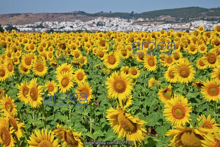 : Europe, Spain, Andalusia, Cadiz Province : Europe, Spain, Andalusia, Cadiz Province
