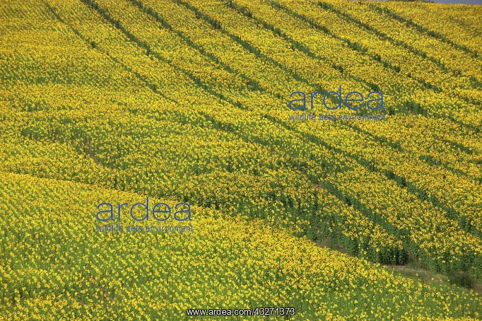 : Europe, Spain, Andalusia, Cadiz Province : Europe, Spain, Andalusia, Cadiz Province