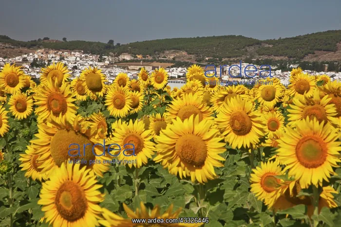 : Europe, Spain, Andalusia, Cadiz Province : Europe, Spain, Andalusia, Cadiz Province