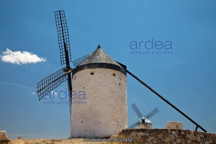 : Europe, Spain, Castile-La Mancha Region : Europe, Spain, Castile-La Mancha Region