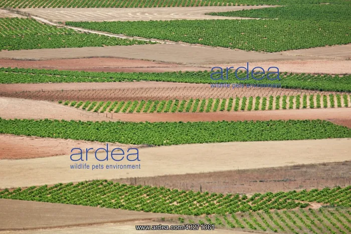 : Europe, Spain, Granada. Crops of the Andalusia : Europe, Spain, Granada. Crops of the Andalusia
