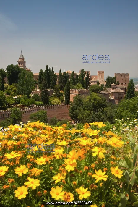 : Europe, Spain, Granada. The Generalife gardens : Europe, Spain, Granada. The Generalife gardens