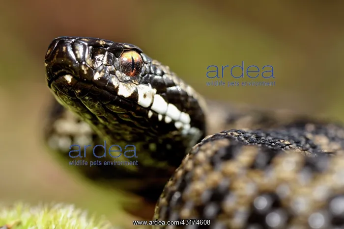 : European Adder : European Adder