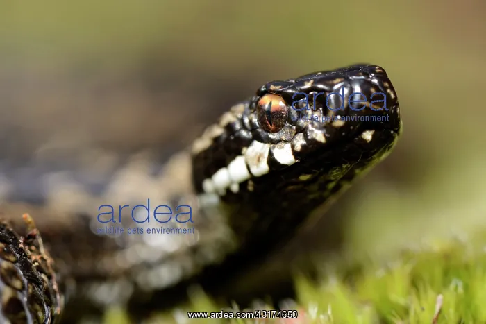 : European Adder : European Adder