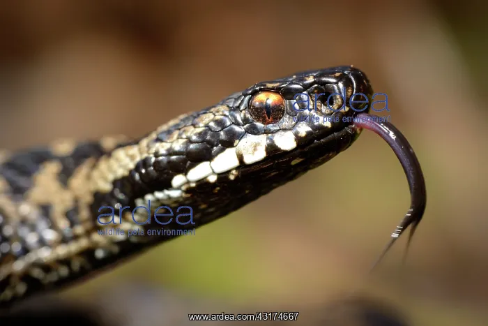 : European Adder : European Adder