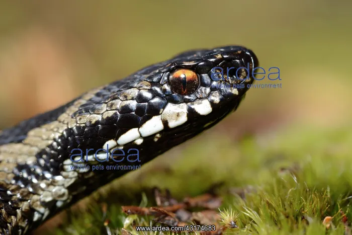: European Adder : European Adder