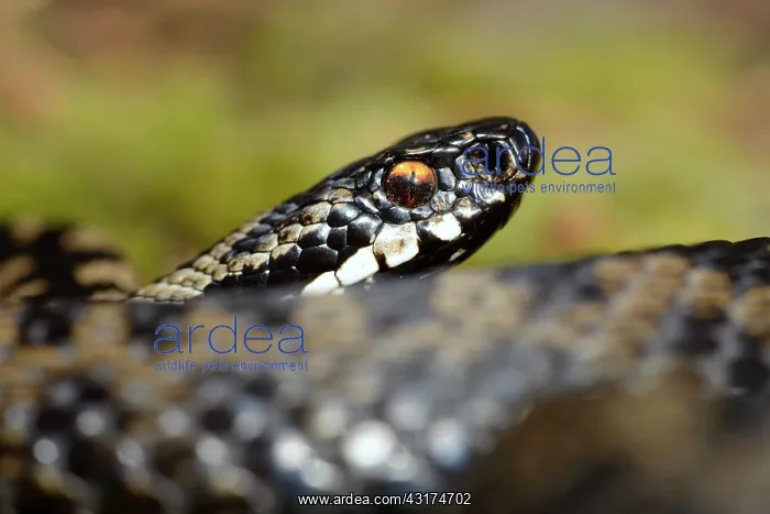 : European Adder : European Adder