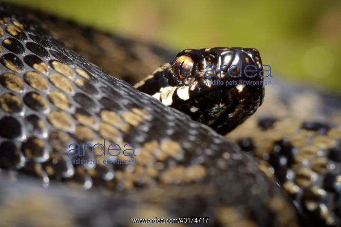 : European Adder : European Adder