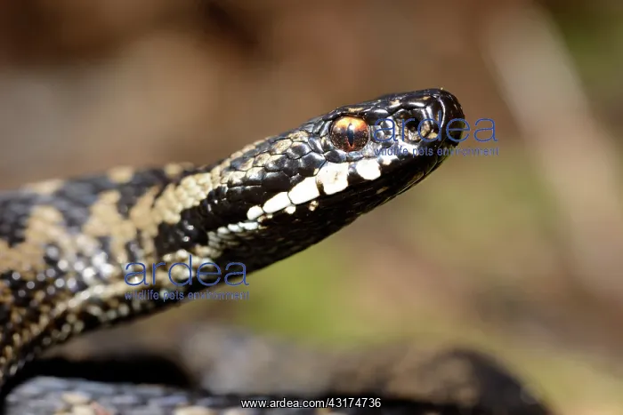 : European Adder : European Adder