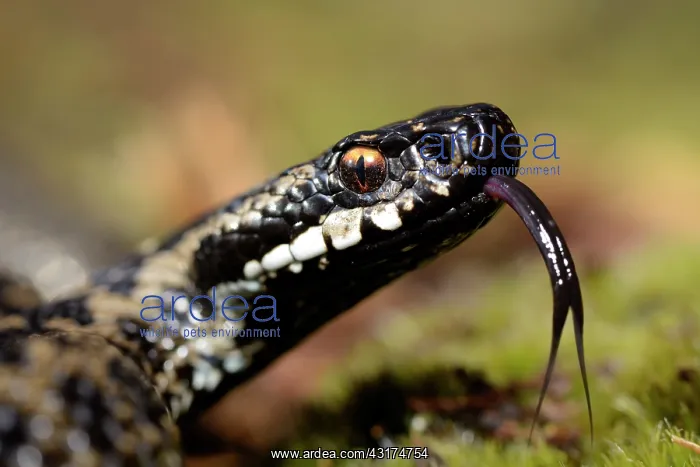 : European Adder : European Adder