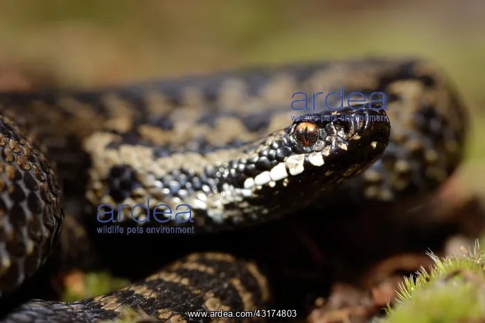 : European Adder : European Adder