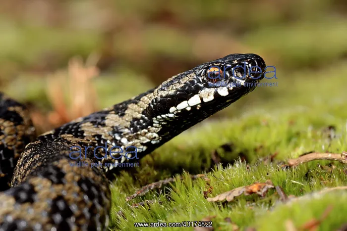 : European Adder : European Adder