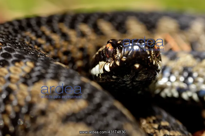 : European Adder : European Adder