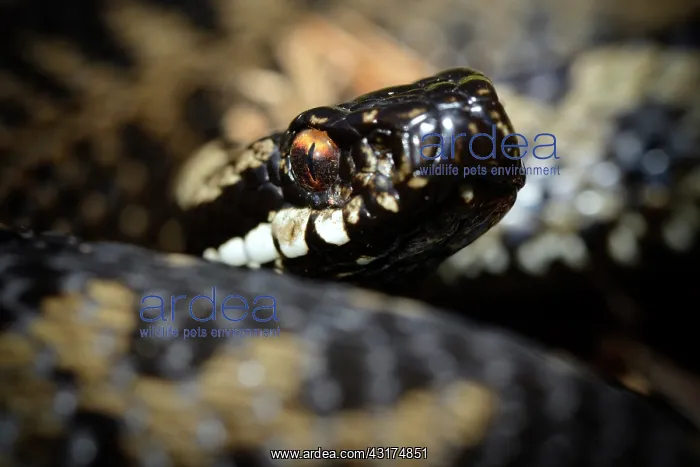  : European Adder