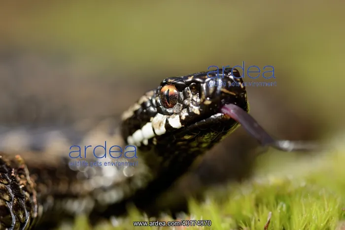 : European Adder : European Adder
