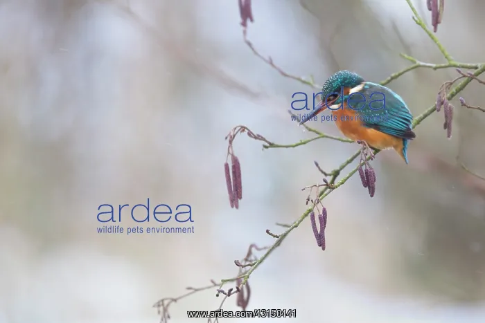 : European Alder : European Alder