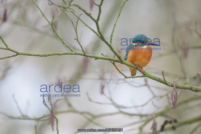 : European Alder : European Alder