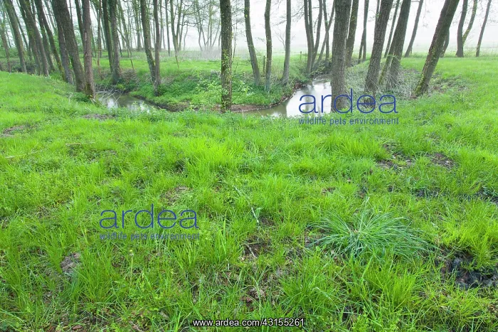 : European Alder : European Alder