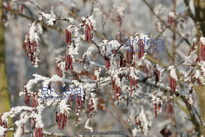 : European Alder : European Alder