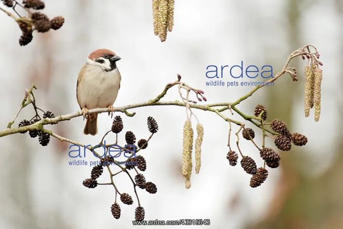 : European Alder : European Alder