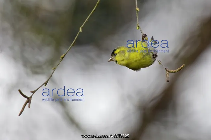 : European Alder : European Alder