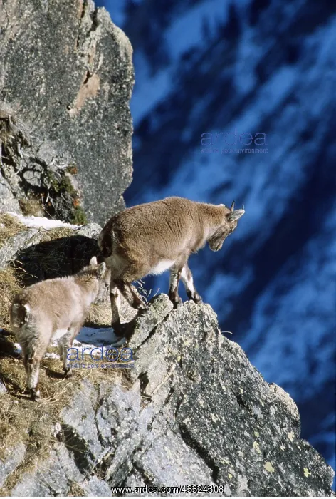 : European / Alpine IBEX - female and young : European / Alpine IBEX - female and young