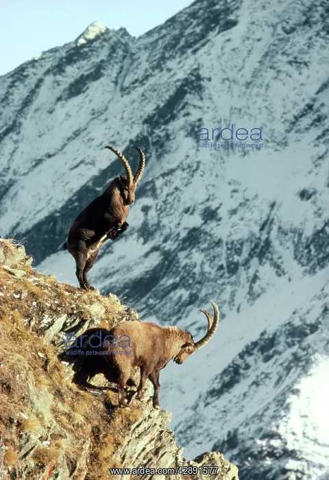 : European / Alpine Ibex - fighting on cliff edge : European / Alpine Ibex - fighting on cliff edge